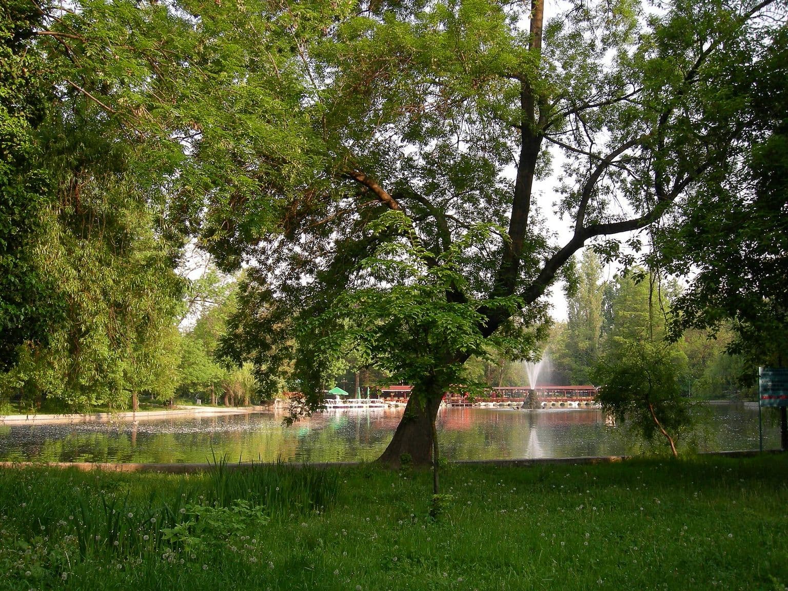 Lacul din Cișmigiu văzut printre copaci bătrâni, cu o fântână arteziană în mijloc și debarcaderul în fundal