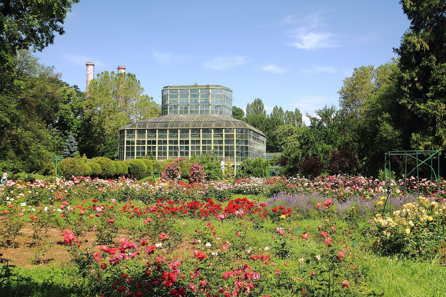 Rozariul Grădinii Botanice din București, cu straturi de trandafiri roșii și roz în fața serei mari de sticlă