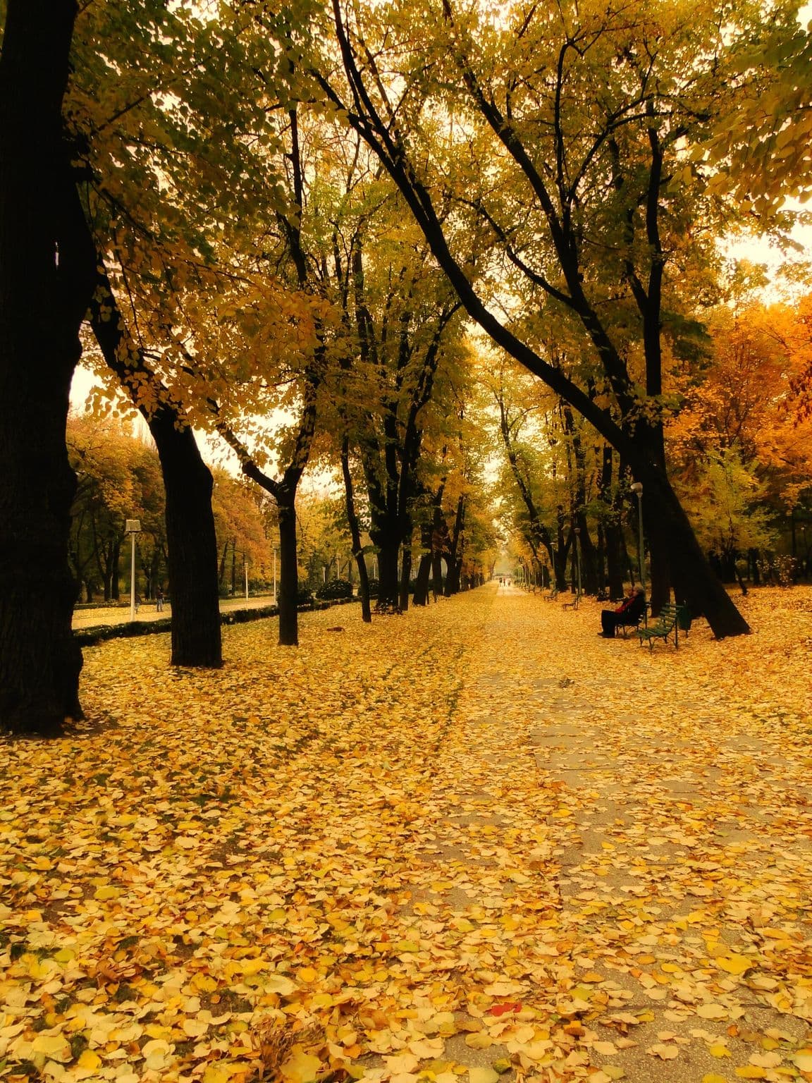 Alee în Parcul Carol toamna, acoperită de frunze galbene, sub un tunel de copaci aurii