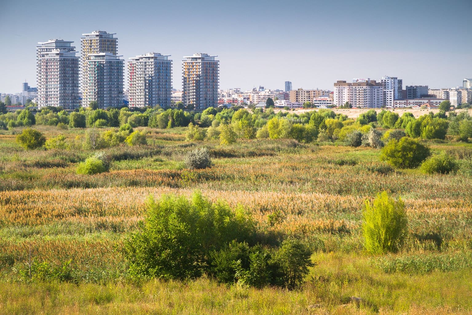 Stuf și sălcii în Parcul Natural Văcărești, cu blocuri înalte ridicându-se la orizont, dincolo de digul care înconjoară delta