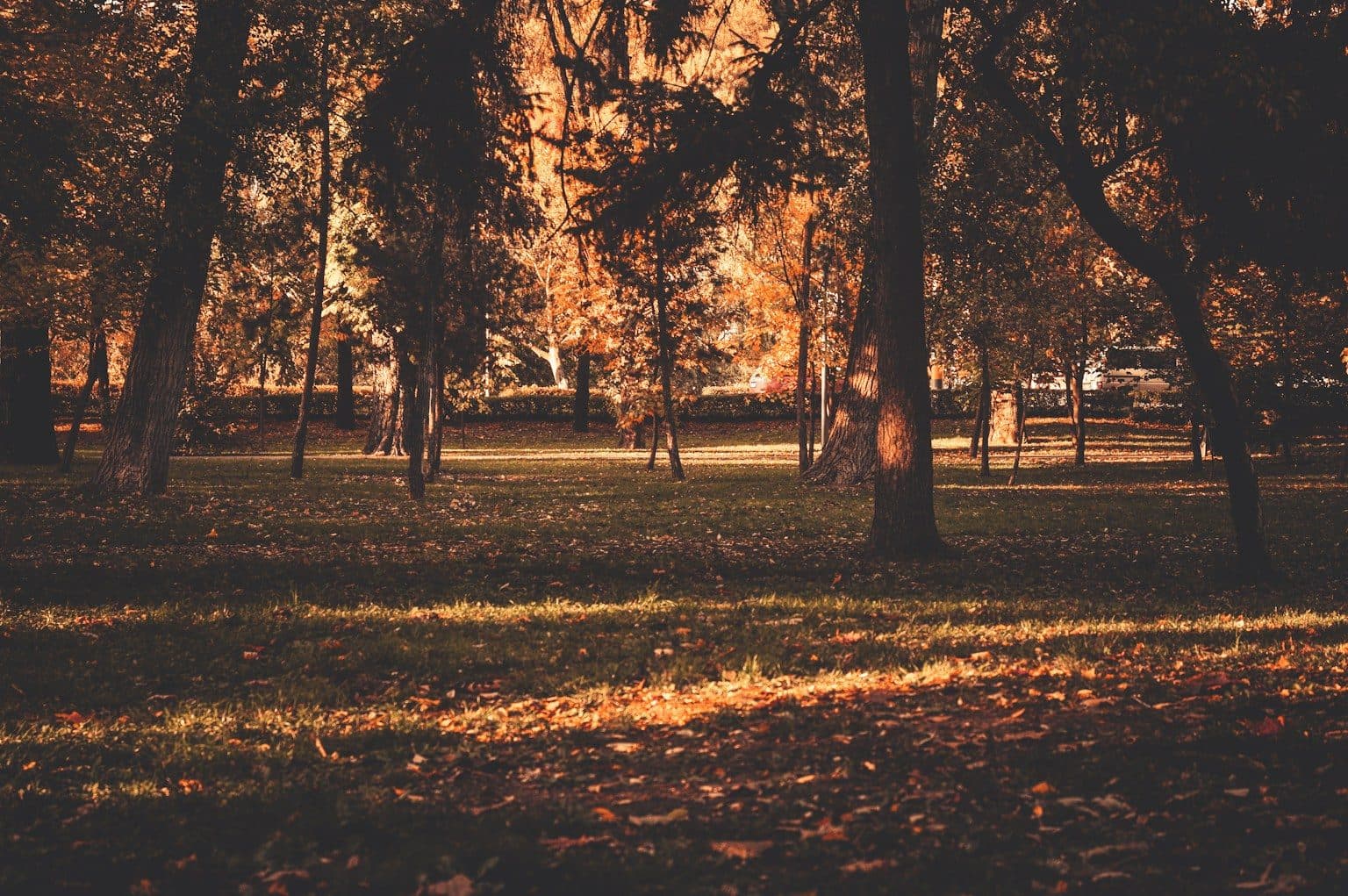 Parcul Central toamna: soarele jos trece printre copaci și luminează iarba acoperită de frunze căzute