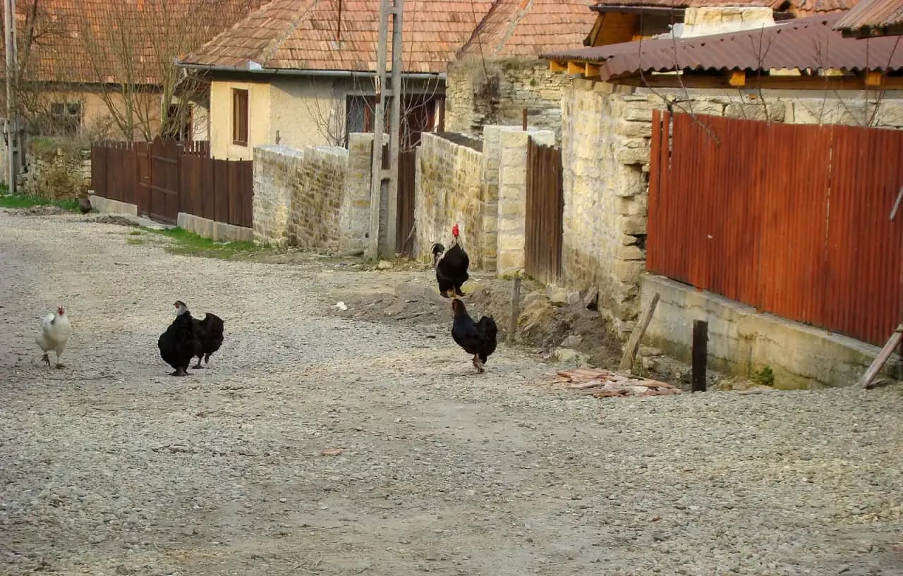 Uliță pietruită în Chidea, între ziduri de piatră deschisă la culoare, garduri și case cu acoperiș de țiglă, cu găini și un cocoș care o traversează